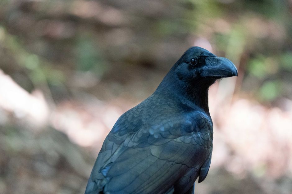 A detailed close-up of a raven outdoors, showcasing its feathers and profile.