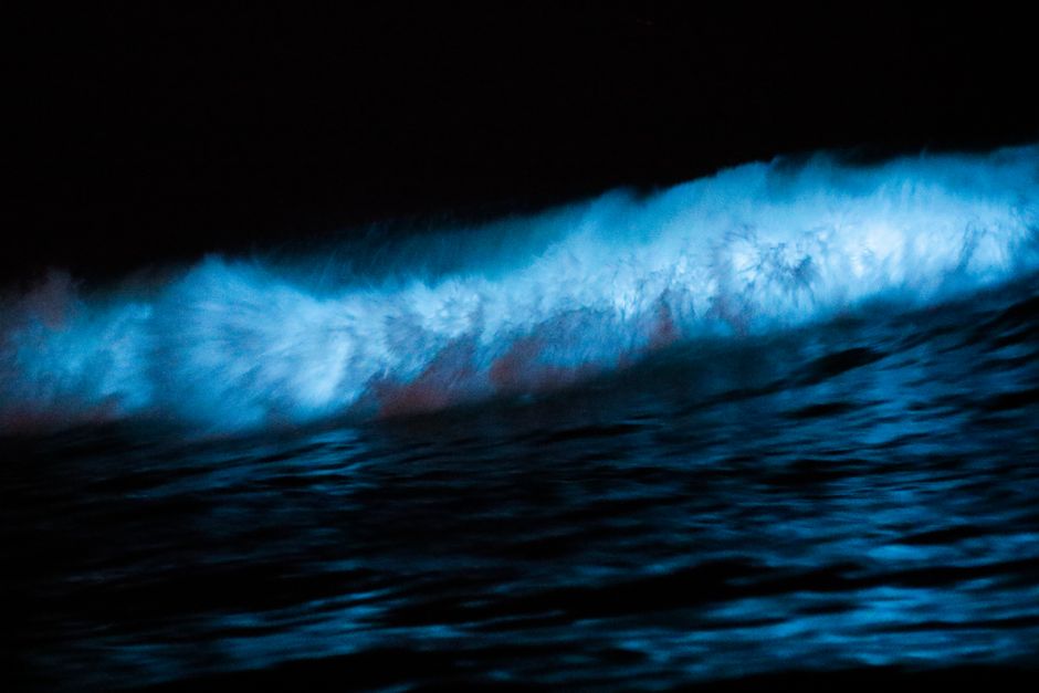 Mesmerizing view of bioluminescent waves crashing at Newport Beach during the night.