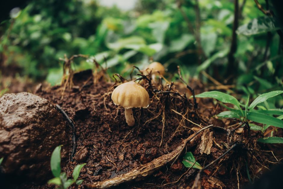 Close-up view of mushrooms amidst lush greenery and soil in a forest setting.