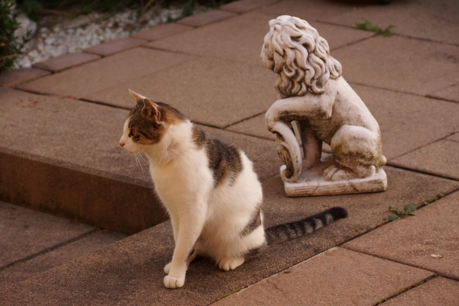 A cat sits beside a stone lion statue on paved ground, showcasing a serene outdoor scene.